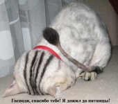 post-136-1187950539.jpg